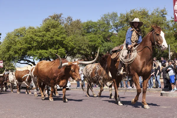 Fort Worth Stockyards Longhorn Cattle and Cowboys. Texas, USA