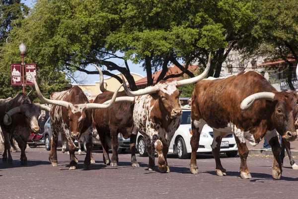 Longhorn cattle in Fort Worth Stockyards historic district