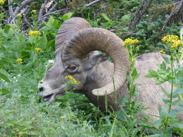 Big Horn Sheep