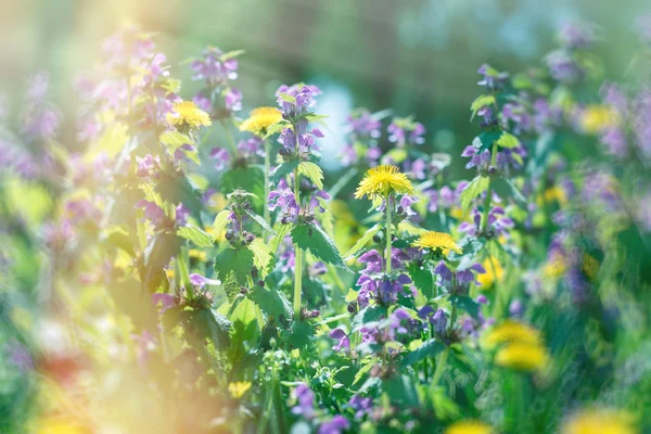 Purple flower and dandelion in meadow