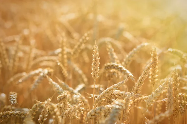 Golden wheat field - rich harvest