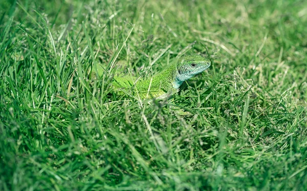 Green lizard in the grass, absorbing the sun\'s heat