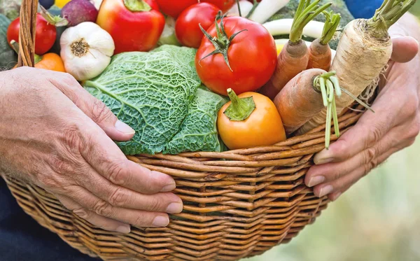 In hands of farmers is wicker basket full of organic vegetables