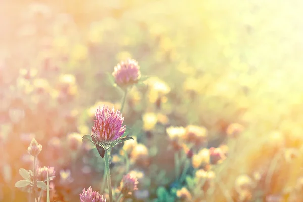 Red clover illuminated by the rays of the setting sun