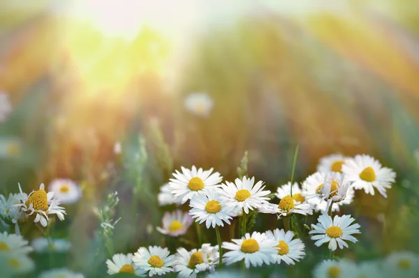Daisy flowers in grass lit by sunlight