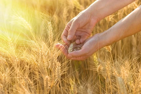 Wheat in hands, farmer checks the wheat