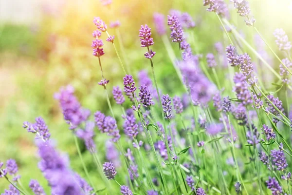 Lavander flowers in my flower garden