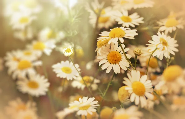 Beautiful nature - daisy flower (wild chamomile)