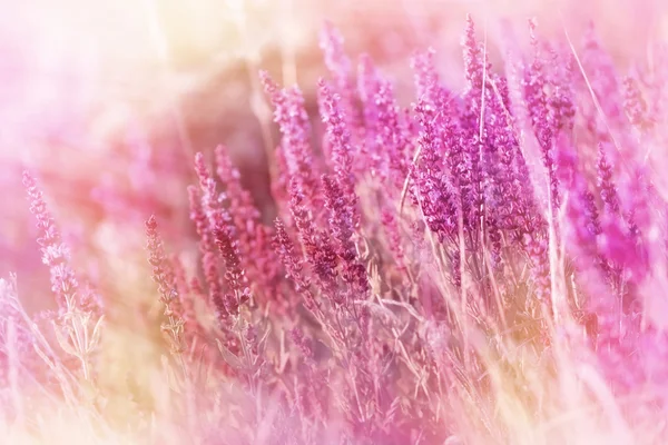 Soft focus on purple flowers