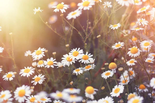 Daisy flower - wild chamomile lit by sunlight