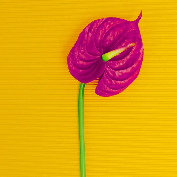 Pink Calla flower on yellow background. Colorful mix. Minimalism