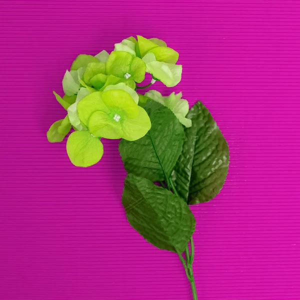 Minimalism design. Green flower on crimson background. Details f