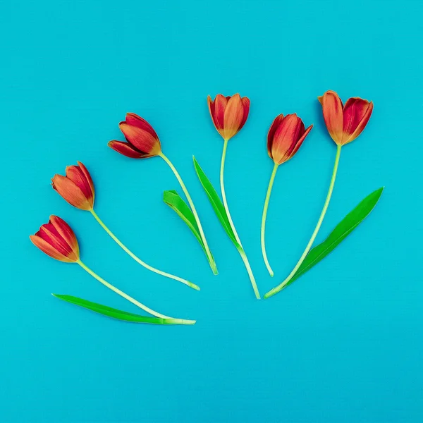Red tulips on blue background. Minimalism art.