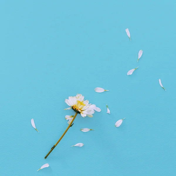 White flower on blue background. Minimalism fashion details