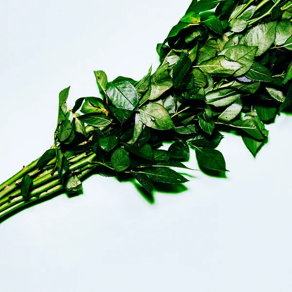 Leaves Roses. Love green. Minimalism Art Fashion