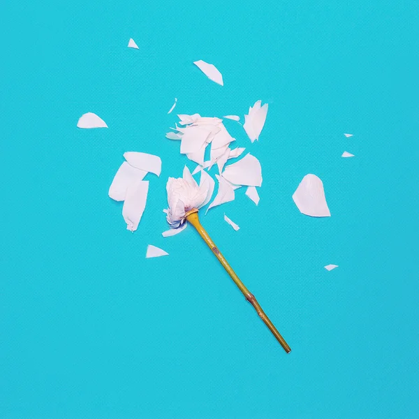 Sliced white flower on a blue background. Minimalism fashion art