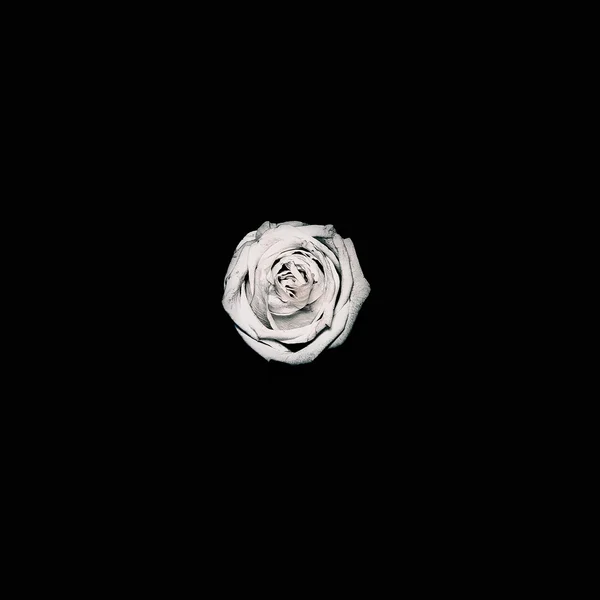Black minimalism art. White Rose.