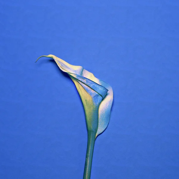 Minimalism fashion art. Calla flower.