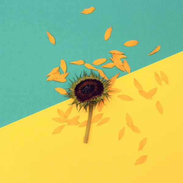 Feel the Summer. Sunflower. Country style. Minimal.