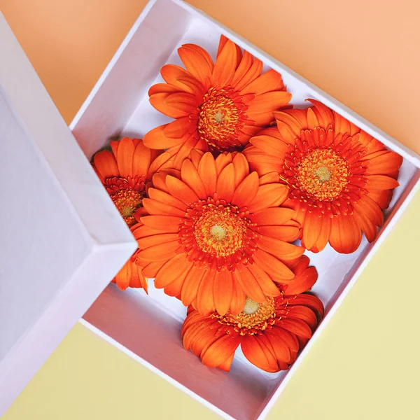 Orange flowers in the box. minimal design