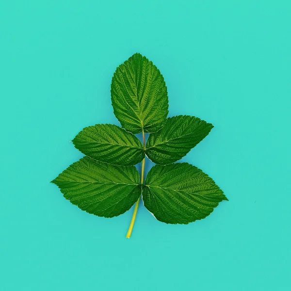 Green leaf on blue background. minimal style
