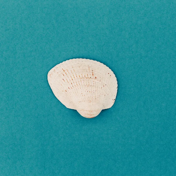 Shell on blue background. minimal style