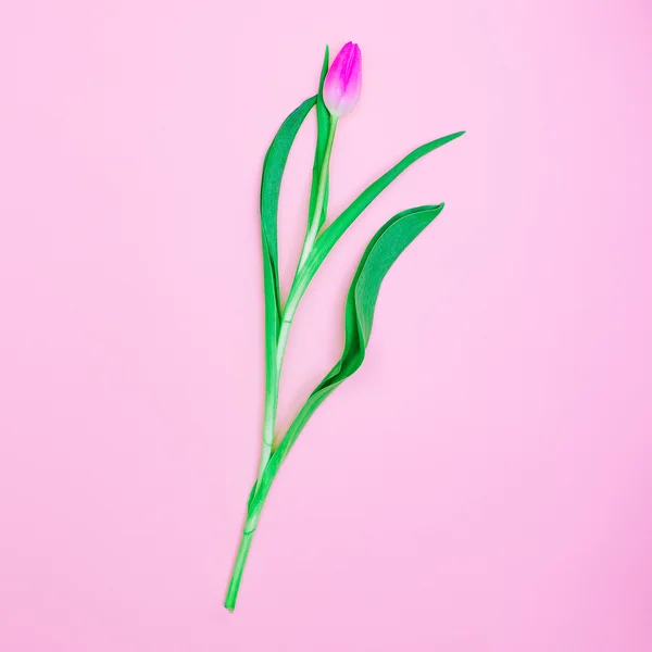 Pink Tulip Minimal style design.