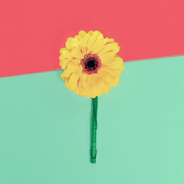 Bright gerber flower on paper background. Minimalism style