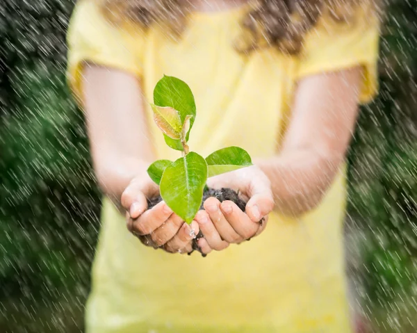 Child holding young plant in the rain