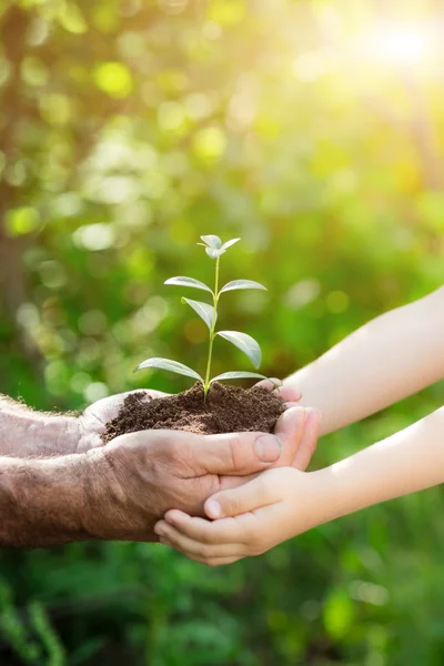 Young plant in hands