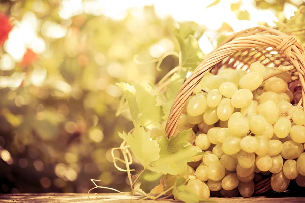 Grapes of vine in basket