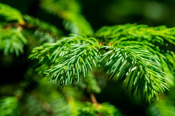 Green branch and needles of a spruce tree