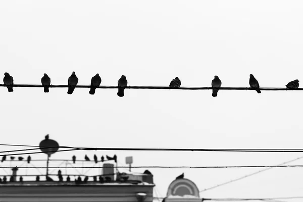 Pigeon birds sit on wires and antennas