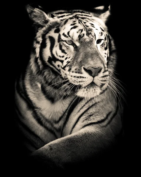 Siberian tiger black and white portrait
