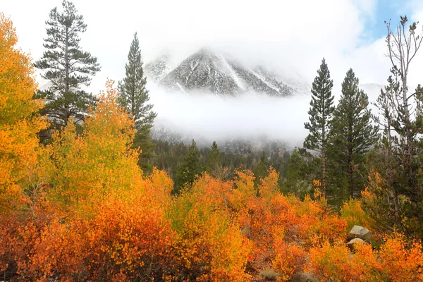 Aspen trees in Sierra Nevada mountains