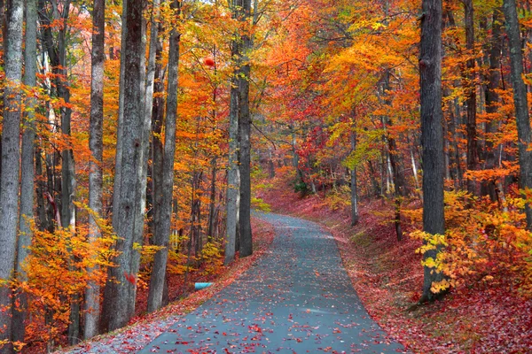 Beautiful autumn road