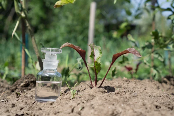 Bottle with water or fertilizer on dry cracked soil and plant.