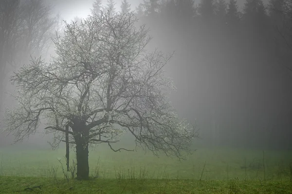 Lone tree with fog