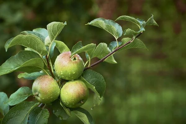 Three apples on branches
