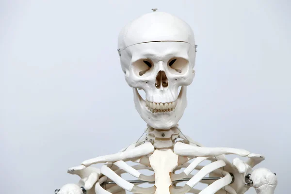 The Human skeleton