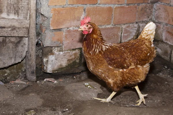 Portrait chicken farm, animals