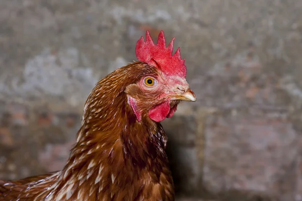 Portrait chicken farm, animals