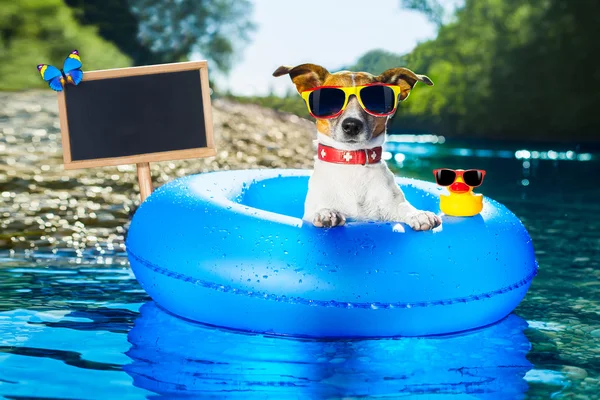 Summer vacation dog blackboard