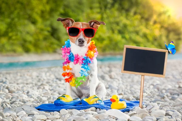 Summer vacation dog