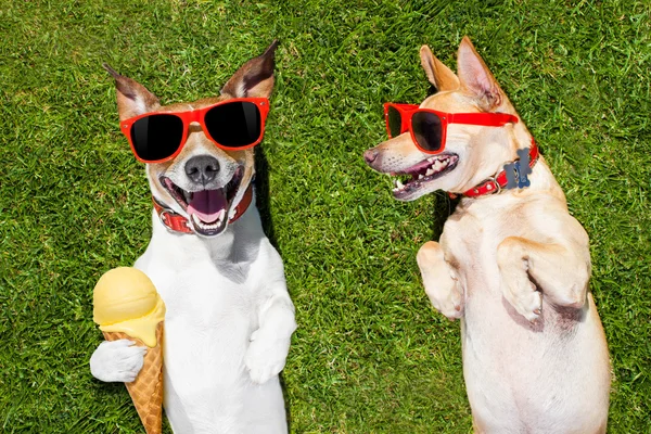 Two funny dogs with ice cream