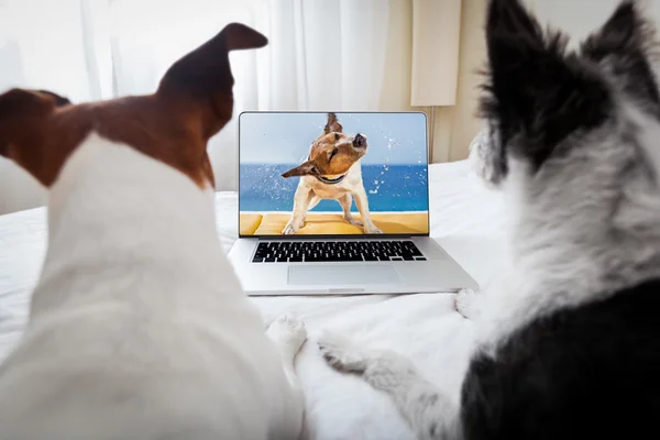 Dogs watching a movie