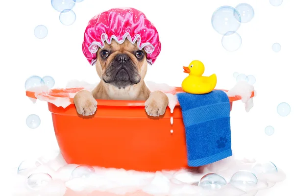 Dog taking a bath in a colorful bathtub with a plastic duck