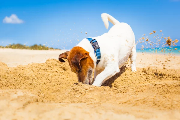 Dog digging a hole