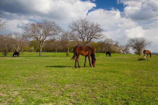 Small herd of horses on spring pasture