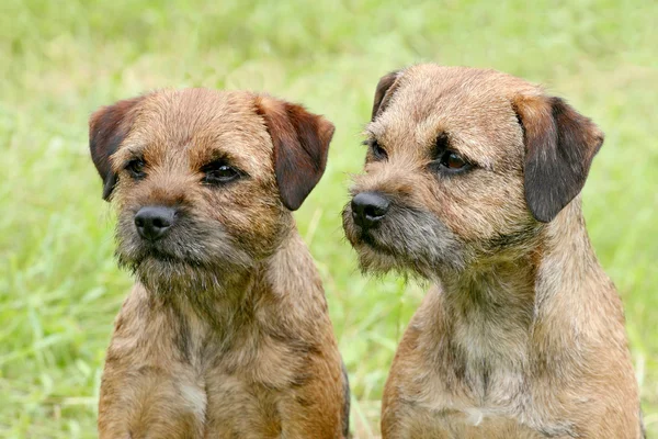 Typical  two Border Terriers  in the garden